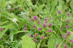 Rotala densiflora